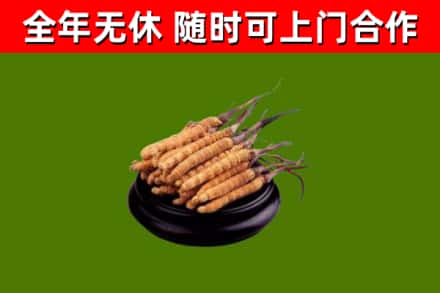 金平回收冬虫夏草
