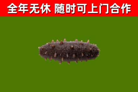 金平回收海参干